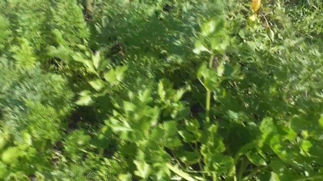 Урожай сельдерея , не корневой а листовой . Черешковый . смотреть онлайн