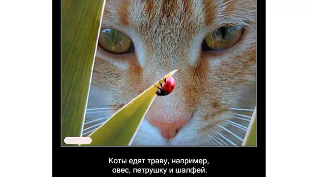 Смотреть смешные приколы про животных смотреть онлайн