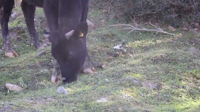 KIŞIN KARAVANDA YAŞAMANIN ZORLUKLARINI İLİKLERİMİZE KADAR HİSSETTİĞİMİZ BİR HAFTA смотреть онлайн