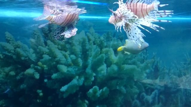 Крылатка зебра чернополосая - Pterois volitans смотреть онлайн
