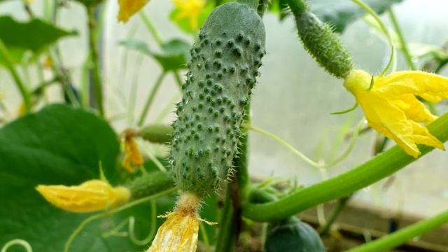 ЖАЛЕЮ, что РАНЬШЕ не добавлял в лунку к ТОМАТАМ Теперь выращиваю ТОЛЬКО ТАК! Удивительный результат смотреть онлайн