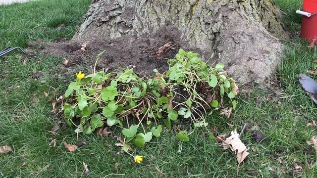 The addition of marsh marigolds (Caltha palustris) (4/11/2020) смотреть онлайн