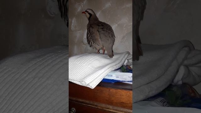 Каменная курапатка, в Санкт Петербурге.