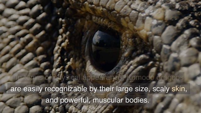 Komodo Dragons Facts |  Komodo Dragons Venom | Komodo Dragons For Kids