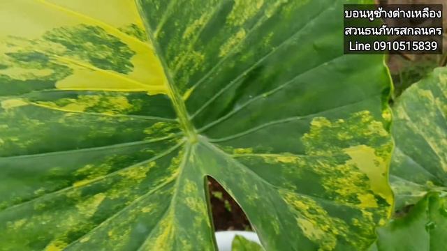 บอนหูช้างด่างเหลือง Alocasia Gageana Aurea Variegated