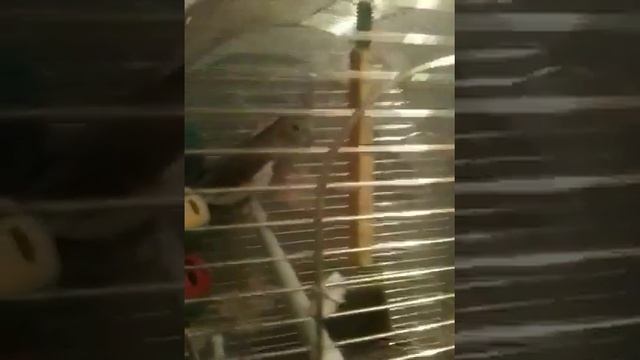 приучаю к рукам смотреть онлайн