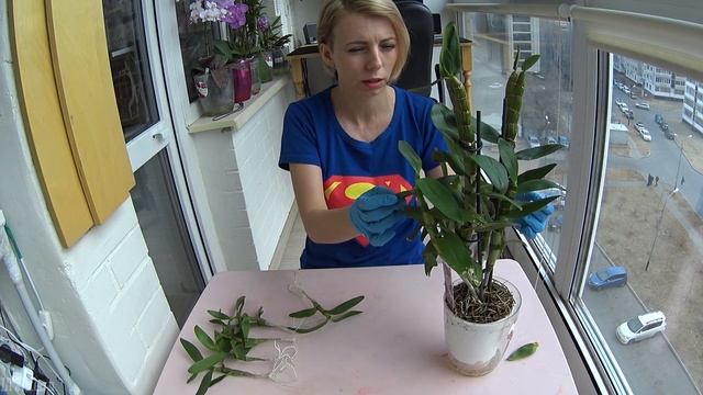 Посадка орхидеи Дендробиум Нобиле, отделение деток, посадка в субстрат! смотреть онлайн