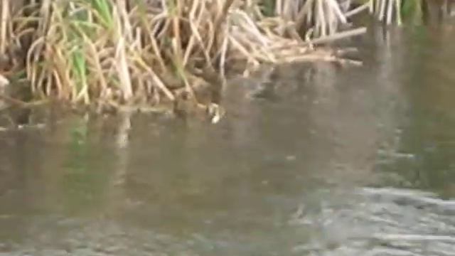 Комплекс континентальных. смотреть онлайн