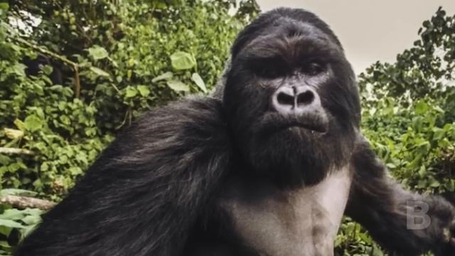 Огромная горилла утащила девушку в джунгли, а дальше произошло чт-то шокирующее! смотреть онлайн
