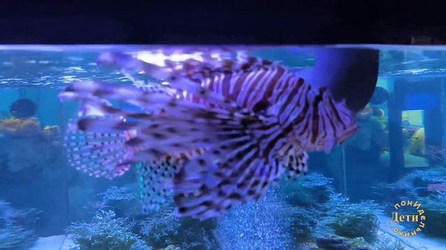 Океанариум в Анапе, или привет со дна Черного море. смотреть онлайн