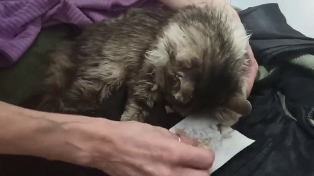 Кошечка Маняша не может поднять голову смотреть онлайн