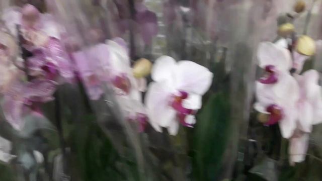 Обзор цветов в Леруа Мерлен 13 марта .Много уценки растений. смотреть онлайн