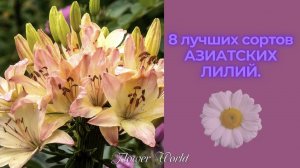 8 лучших сортов АЗИАТСКИХ ЛИЛИЙ.?.