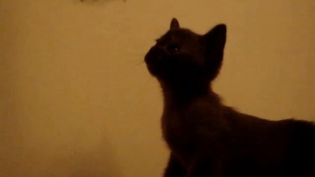 Бурма (Burmese) (DAndre&Cats Cattery) - Котопёс (CatDog)