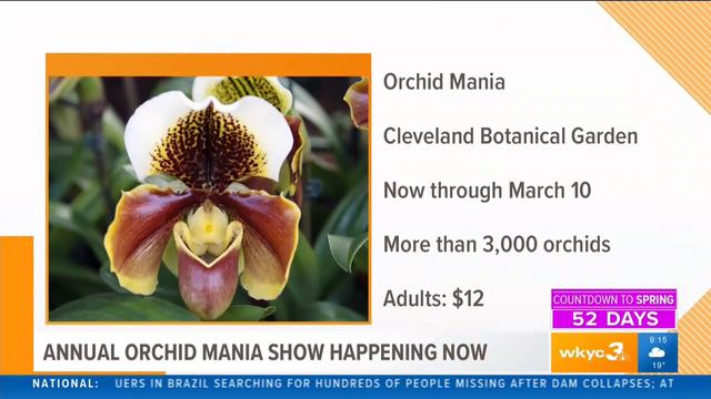 Orchid Mania Coverage смотреть онлайн