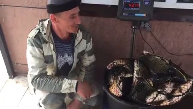 01.05.18 - 47 кг карпа и форели. Улов с основного водоема Савельево-2 смотреть онлайн