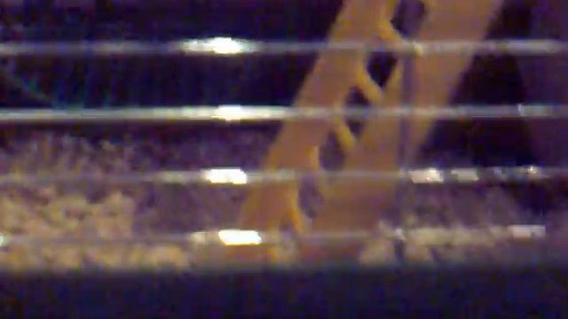 хомяк бусинка.mp4 смотреть онлайн