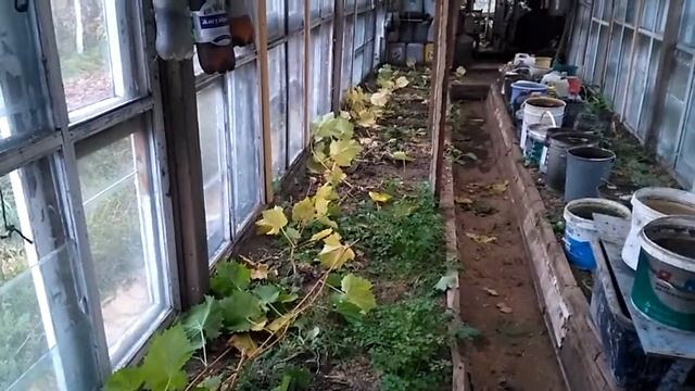 Как укрыть ВИНОГРАД на ЗИМУ!