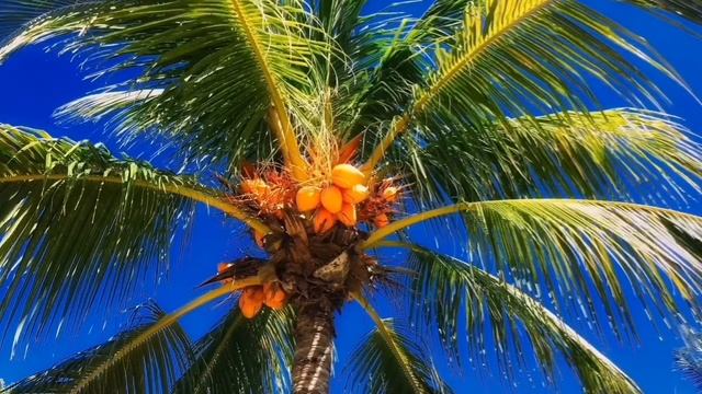 ЧТО ТАКОЕ КОКОСОВАЯ ПАЛЬМА ? смотреть онлайн