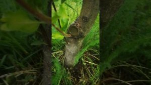 Удаление поросли у яблони