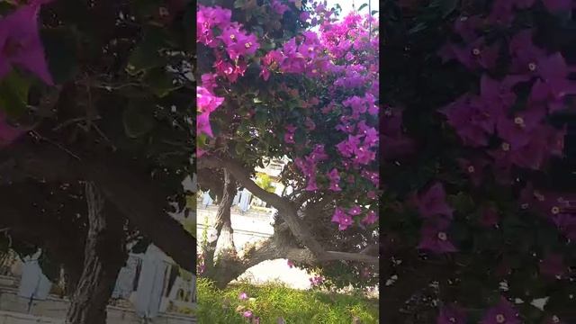 Кипр, Лимасол, пальмы, цветы, пляж, виден отель