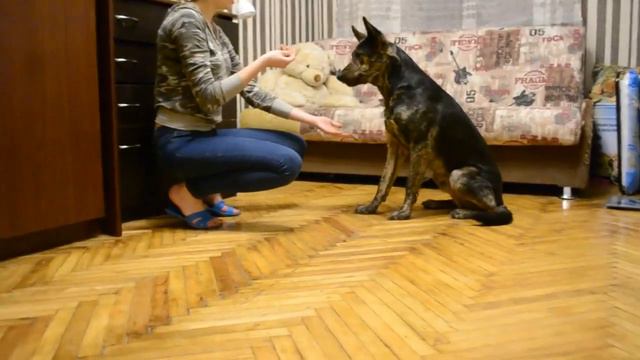 Миша. Misha executes commands смотреть онлайн