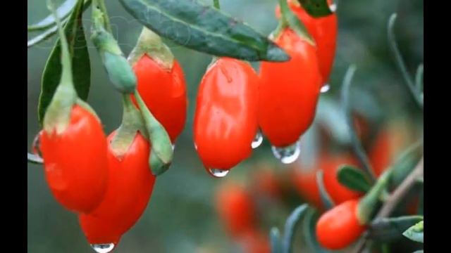ягоды годжи купить в рязани смотреть онлайн