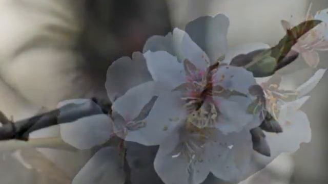 Japanese apricot blossom смотреть онлайн