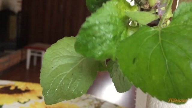 Моя фиалка лесная, садовая 2019. Семена. смотреть онлайн