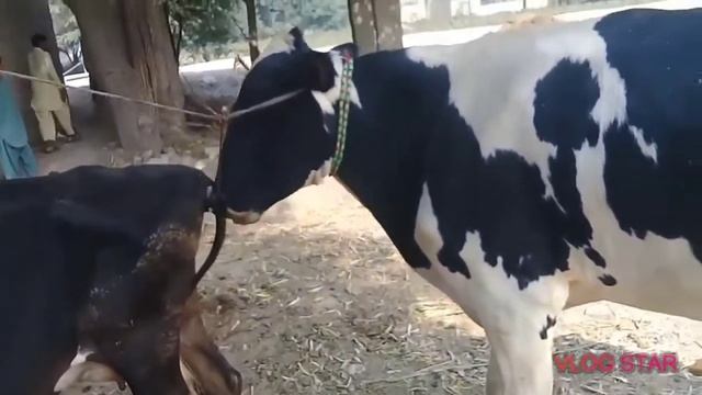 Bull With Cow Latest Video | Cow And Yak