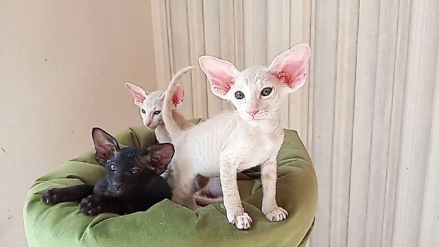 Котенок петерболда смотреть онлайн