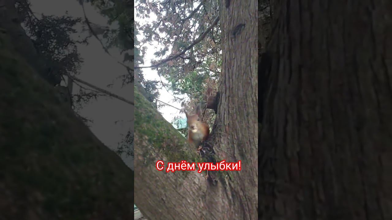 Дарите улыбки!! #love #авторпесен #светланаклимовабабичева #shorts #Утебясегодняпраздник смотреть онлайн