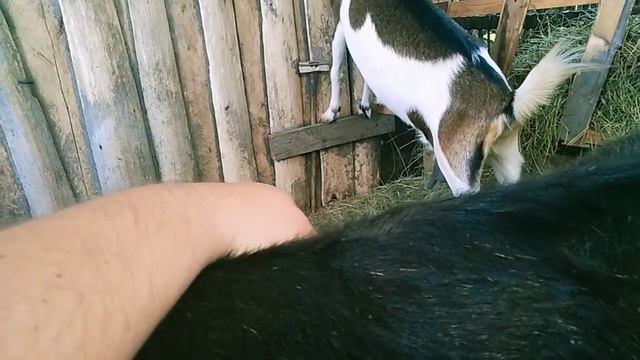 КОЗЫ Альпийской породы в нашем хозяйстве // Налаживание контакта ))) // Секреты Хорошего Урожая смотреть онлайн