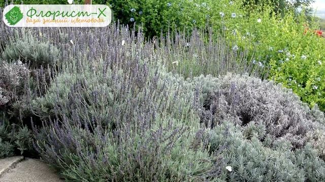 ? Цветы лаванда: посадка и уход в открытом грунте: выращивание лаванды в саду, виды и сорта лаванды смотреть онлайн