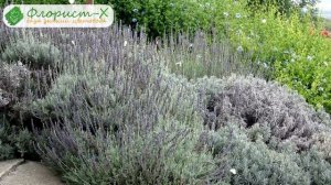 ? Цветы лаванда: посадка и уход в открытом грунте: выращивание лаванды в саду, виды и сорта лаванды