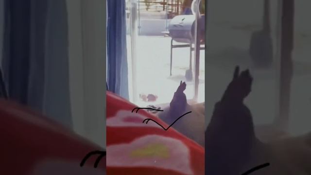 The rooster wakes up the owner every morning Петушок каждое утро будит хозяина смотреть онлайн