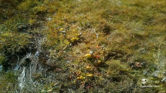 Darlingtonia Conservation & Ecology