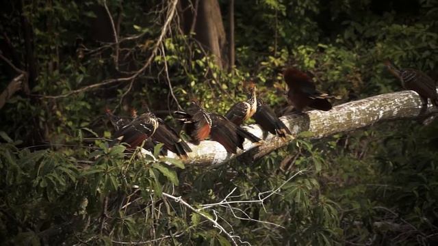 Рыбалка на арапайму с ROYAL SAFARI смотреть онлайн