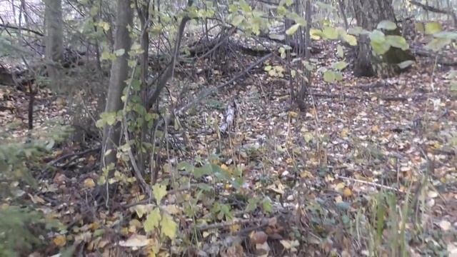 Нашёл сказочно красивые грибы в нашем лесу. Тихая охота. смотреть онлайн