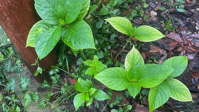 Хлороз Крупнолистная гортензия..Обрезка как метод лечения?? смотреть онлайн