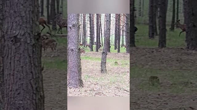 Сухолучье смотреть онлайн