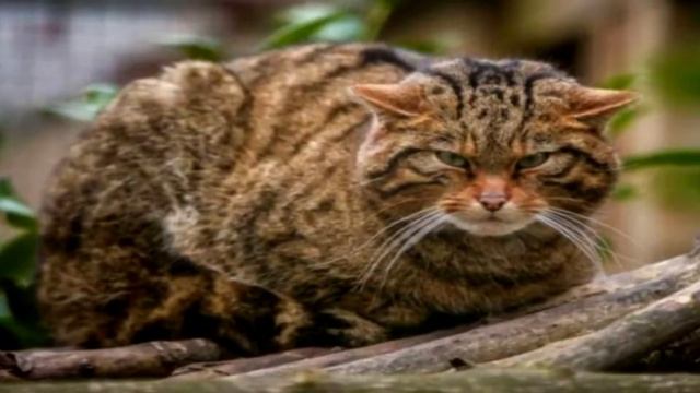 Женщина принесла домой бродячую кошку, но то, что произошло дальше-ШОК!!! смотреть онлайн