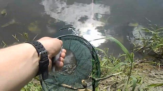 Рыбалка на реке Протва#6.Где и как поймать рыбу.Продолжение.Плотва,густера,елец.Открытие сезона 201 смотреть онлайн