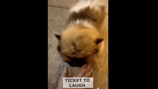 🐱🐶Смешные животные!  Сборник №45🎬 Смешные коты, собаки и другие питомцы. Попробуй не захохотать!😹