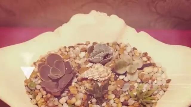 Суккулентный микс в вазе(ч.2) (Created with @Magisto) смотреть онлайн