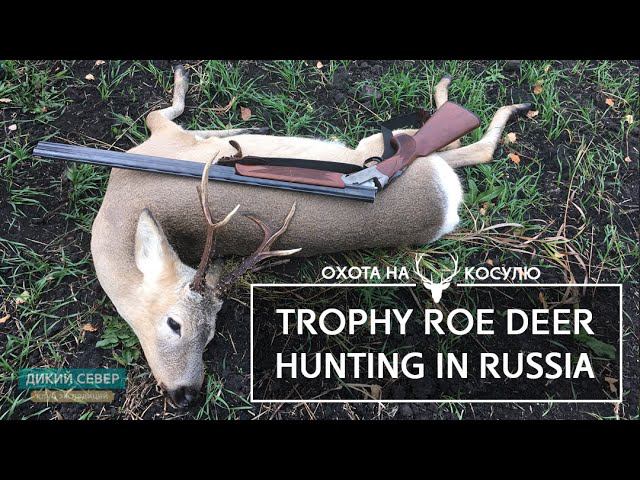 Siberian roe deer hunting in Russia | Kurgan region смотреть онлайн