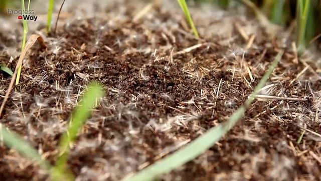 МУРАВЬЯ РАЗЪЕДАЕТ ПРЯМО НА ГЛАЗАХ! НАКОНЕЦ-ТО РЕАЛЬНО РАБОЧИЙ СПОСОБ смотреть онлайн