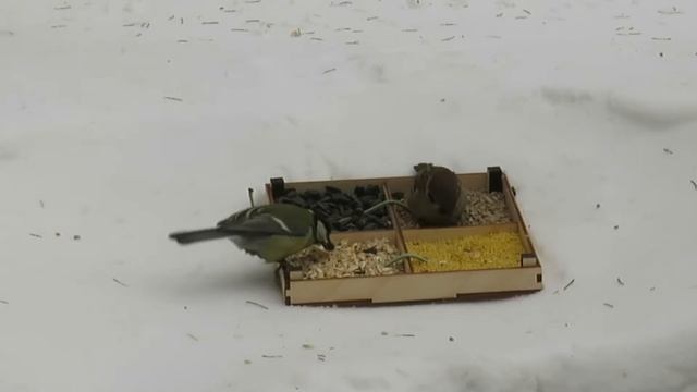 Что едят воробьи: особенности питания птенцов и взрослых птиц | Что положить в кормушку воробьям смотреть онлайн
