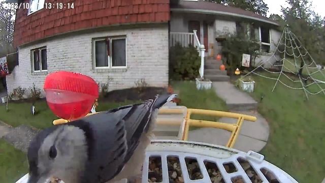 Daily Birdwatching - Netvue Birdfy Birdfeeder Cam - October 17, 2023 смотреть онлайн
