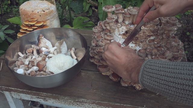 Cultivarea ciupercilor - despre biodiversitate - Shroomareala ep 19 смотреть онлайн